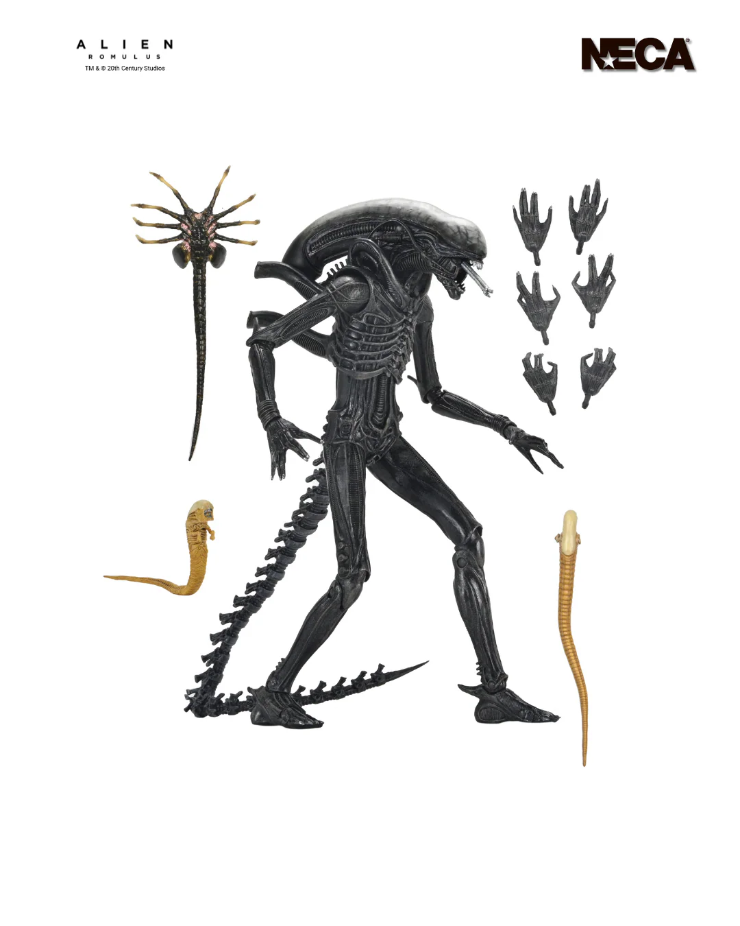 Alien: Romulus - Ultimate Xenomorph XX121 7" Scale Action Figure (PRE-ORDER) - Image 7